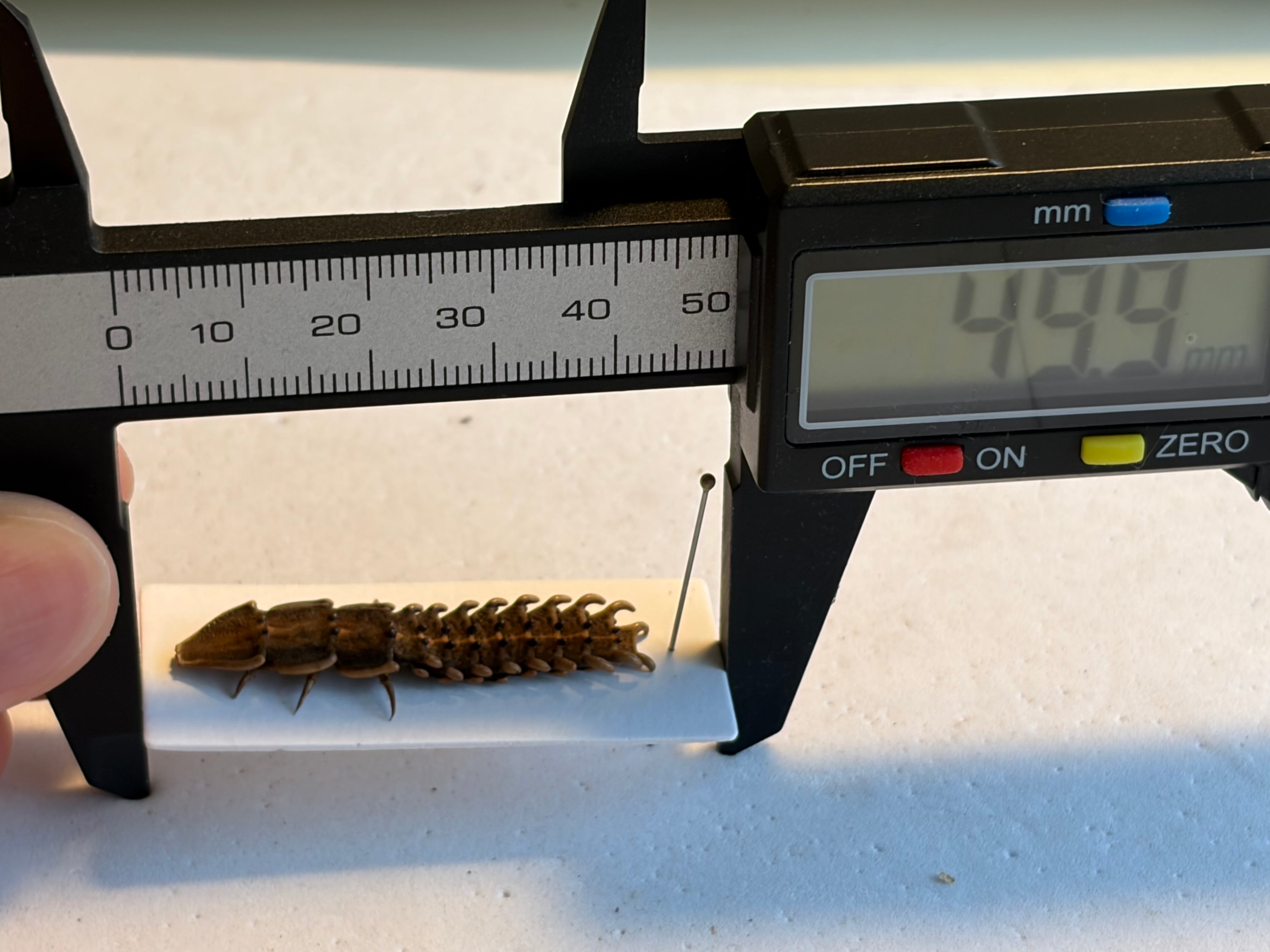 長細いサンヨウベニボタルの昆虫標本ホタル標本 蛍タランチュラムカデ