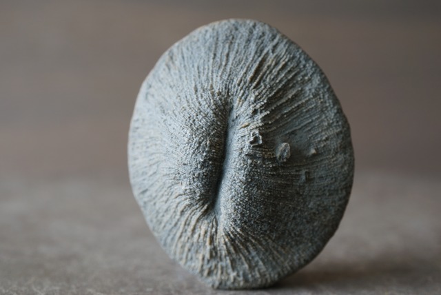 オーストリア産 六放サンゴ化石 Cyclolites sp. 1217