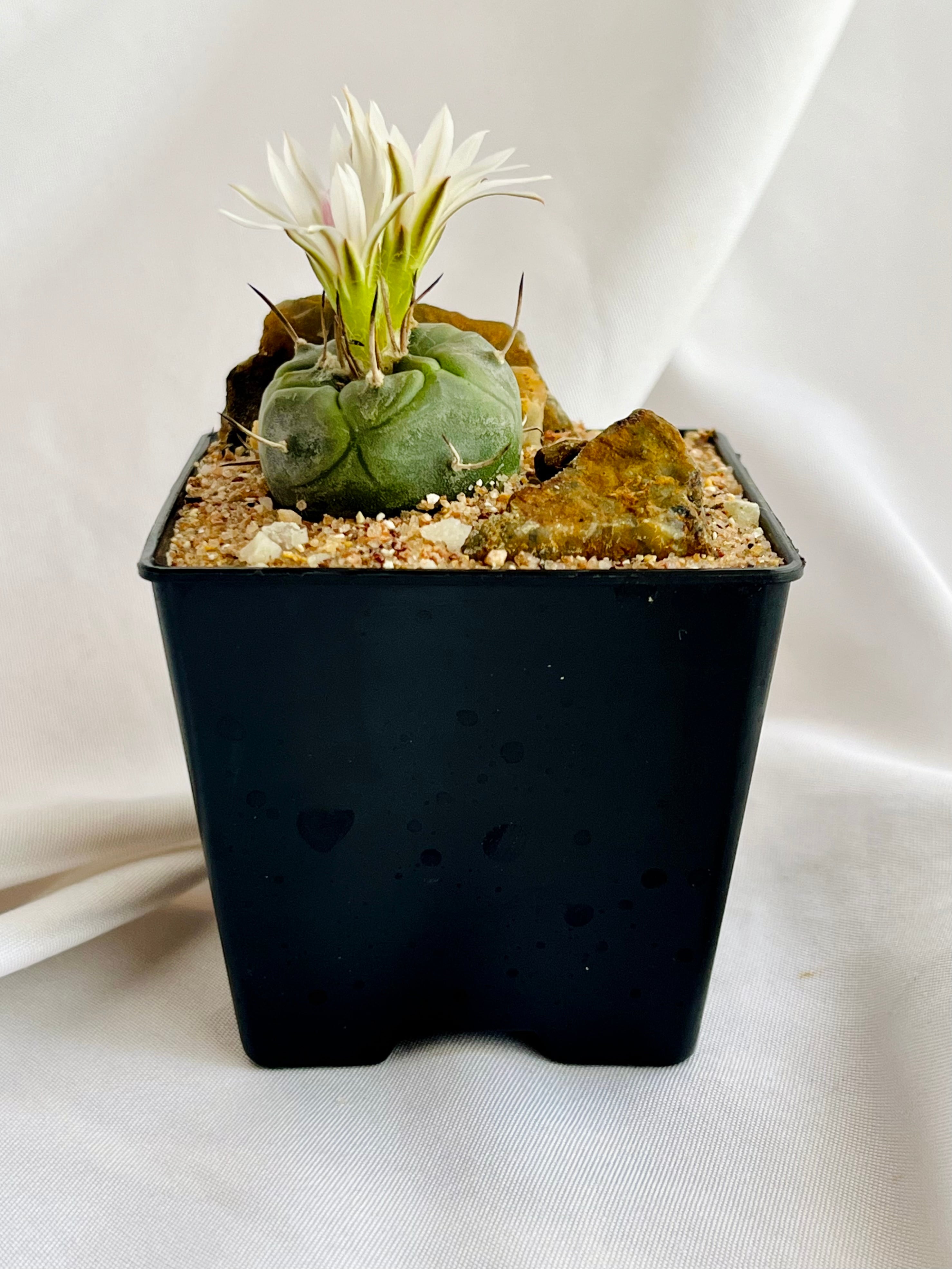 Turbinicarpus polaskii ツルビニカルプス ポラスキー サボテン