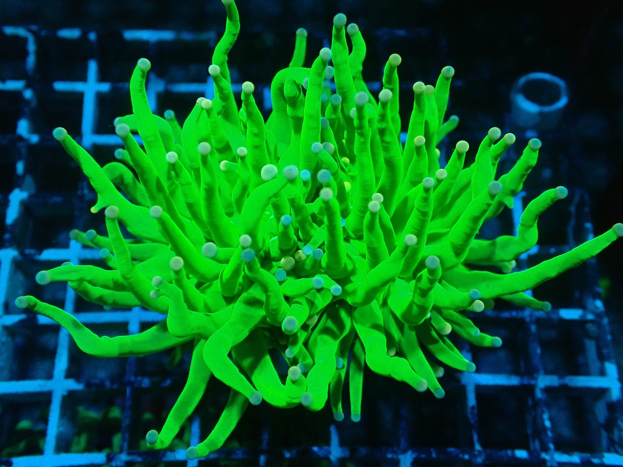 【Toxic】HolyGrail PinkChip 2