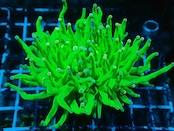 【Toxic】HolyGrail PinkChip 2