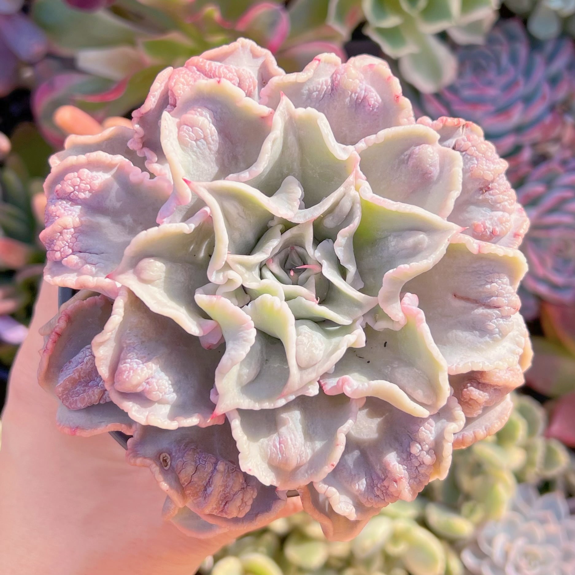 現品　コブマディバ#713   るる農園