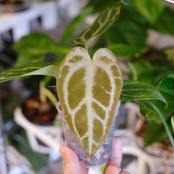アンスリウム ドラヤキ × レッドクリスタリナム /Anthurium③ / 観葉植物<育て方・花言葉>
