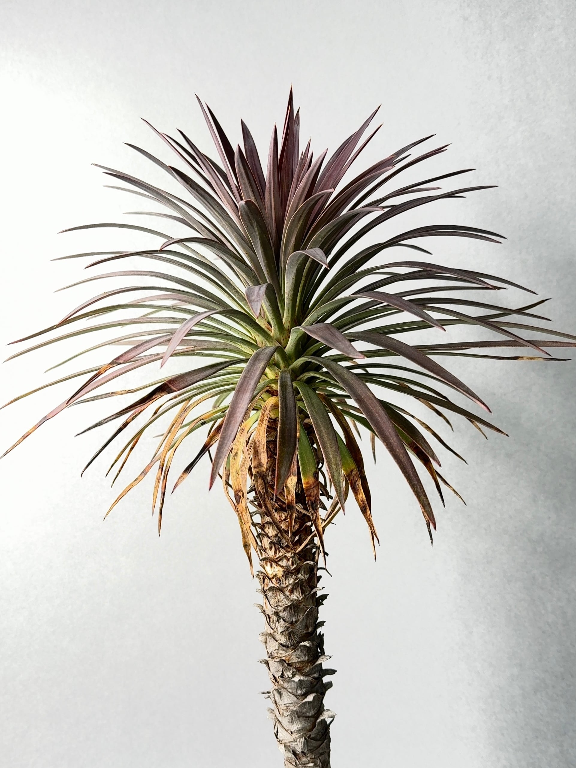 ユッカ・ディスメティアーナ | trigger