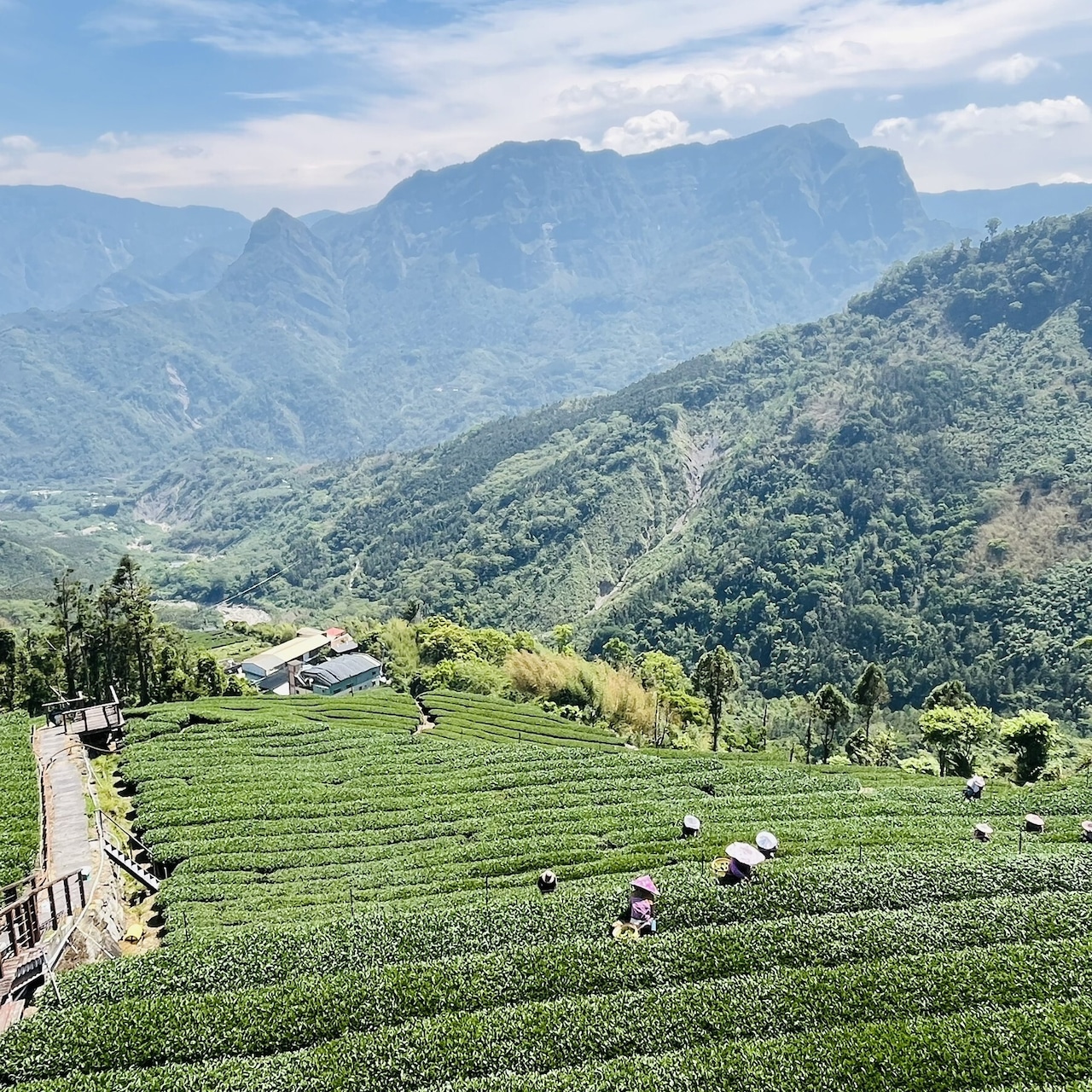 高山紅茶(こうざんこうちゃ) HIGH MOUNTAIN BLACKTEA リーフ 20g・画像6