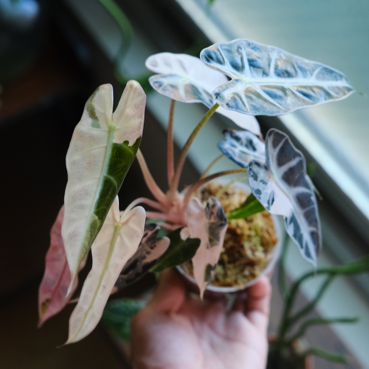 【厳選株】アロカシア バンビーノ ピンク/ Alocasia bambino Pink│観葉植物