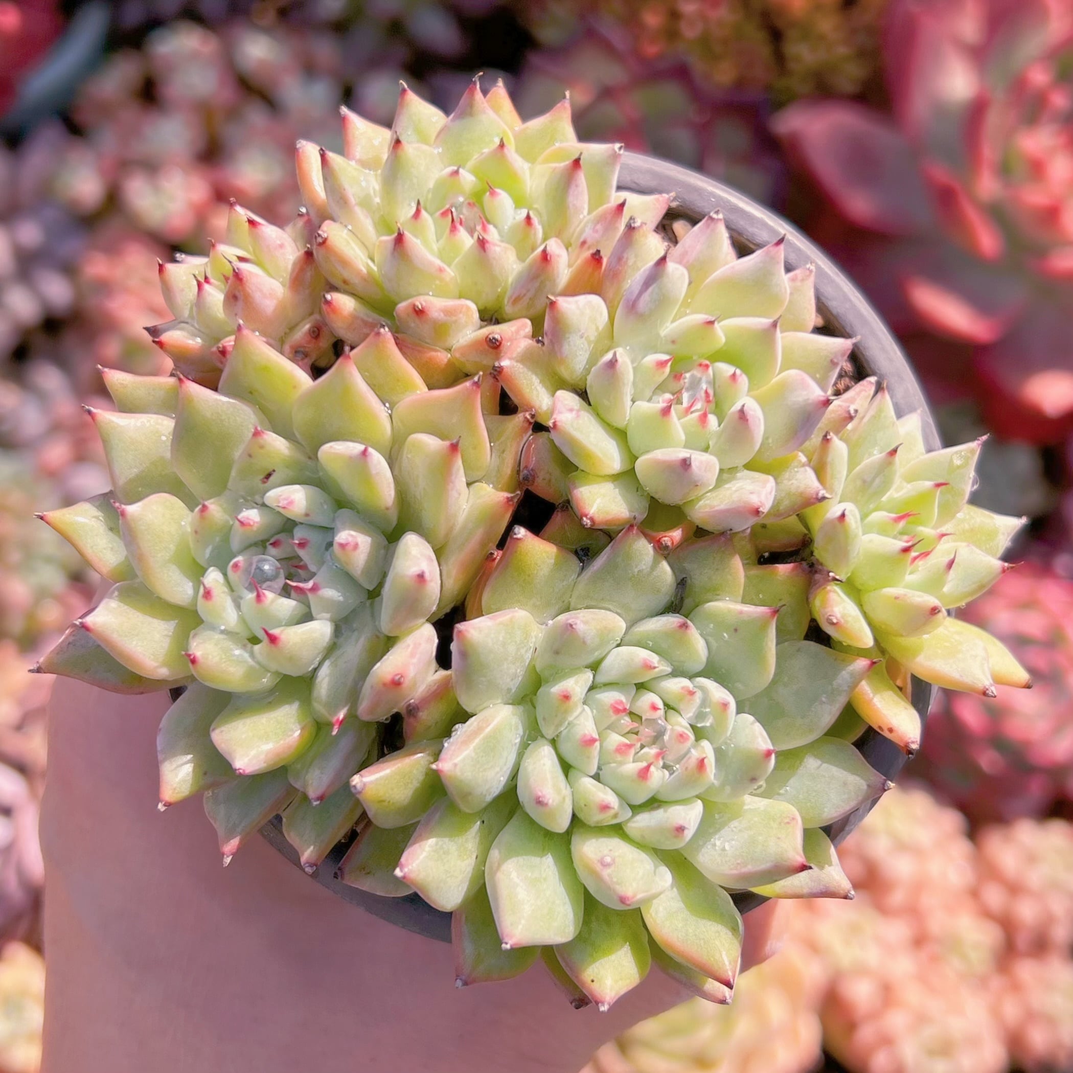 現品　ザラゴーサ#042　古株　るる農園