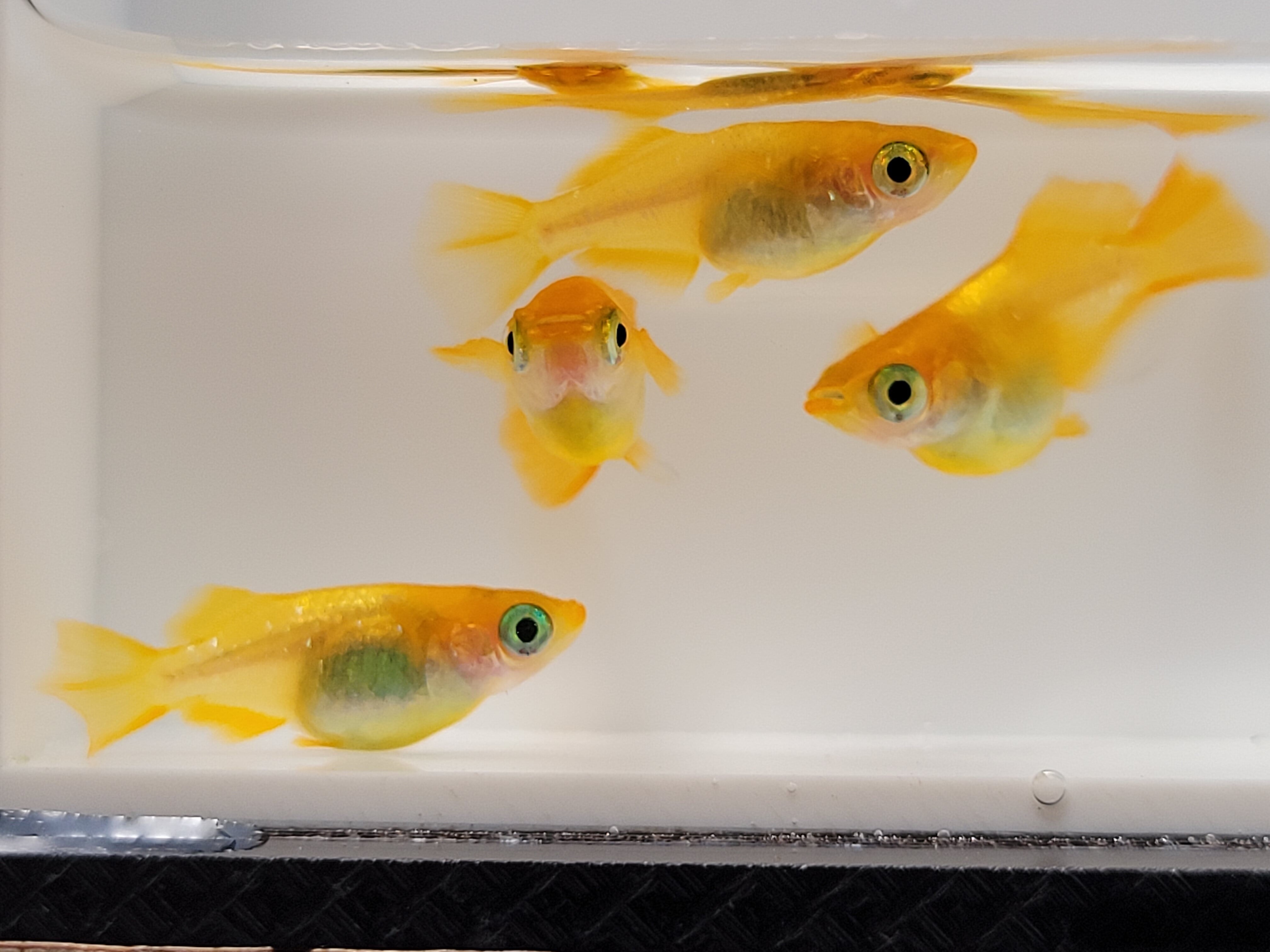 タカ様用⭐︎地球ゴマ2個 タカ様用⭐︎地球ゴマ2個