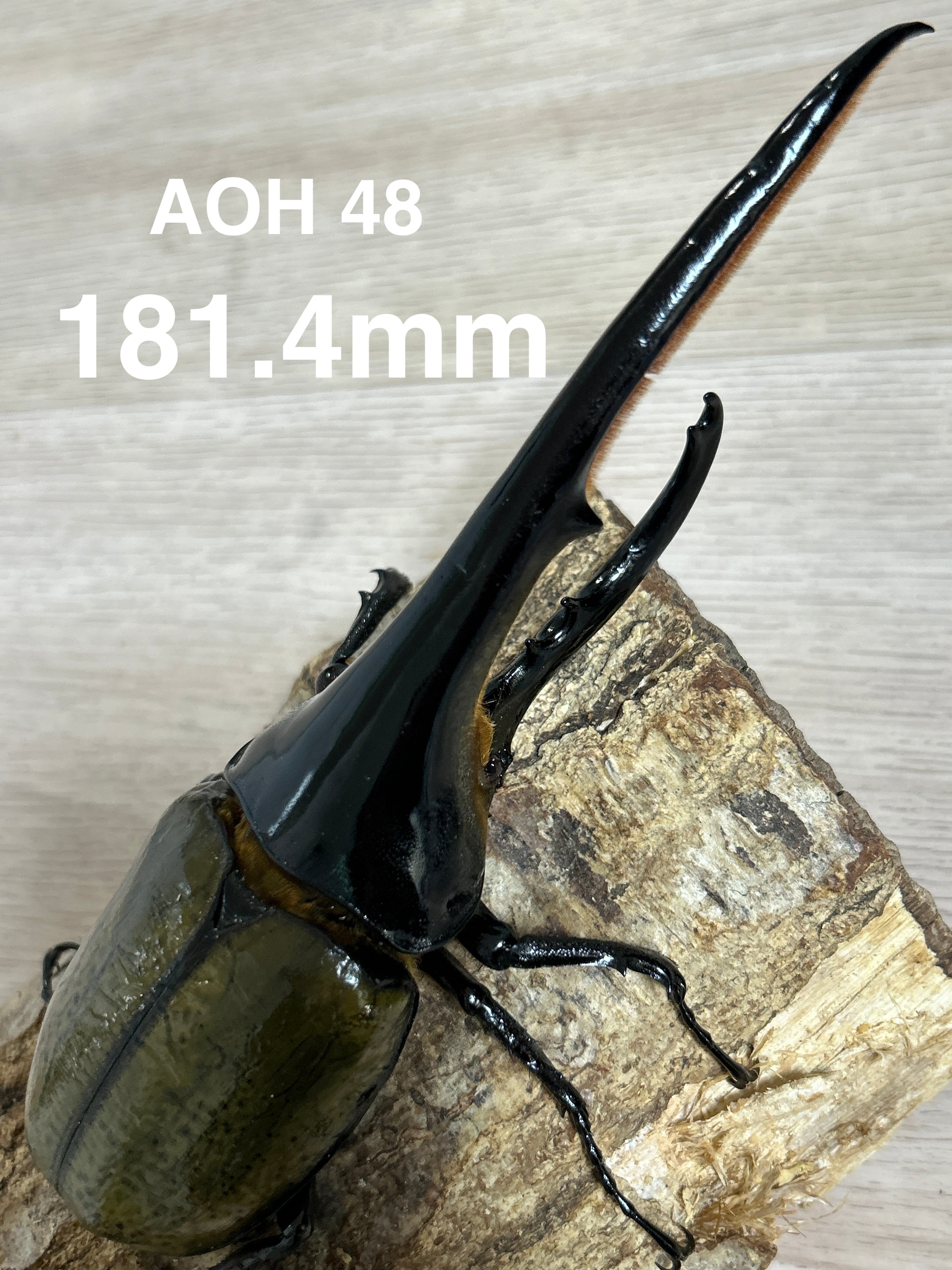 種親に！】ヘラクレスオオカブト ♂167.7mm 《31A×momo835》 | アート