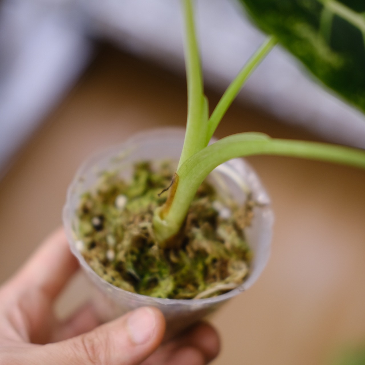 アロカシア グリーンベルベット / Alocasia Green Velvet⑧ / 観葉植物