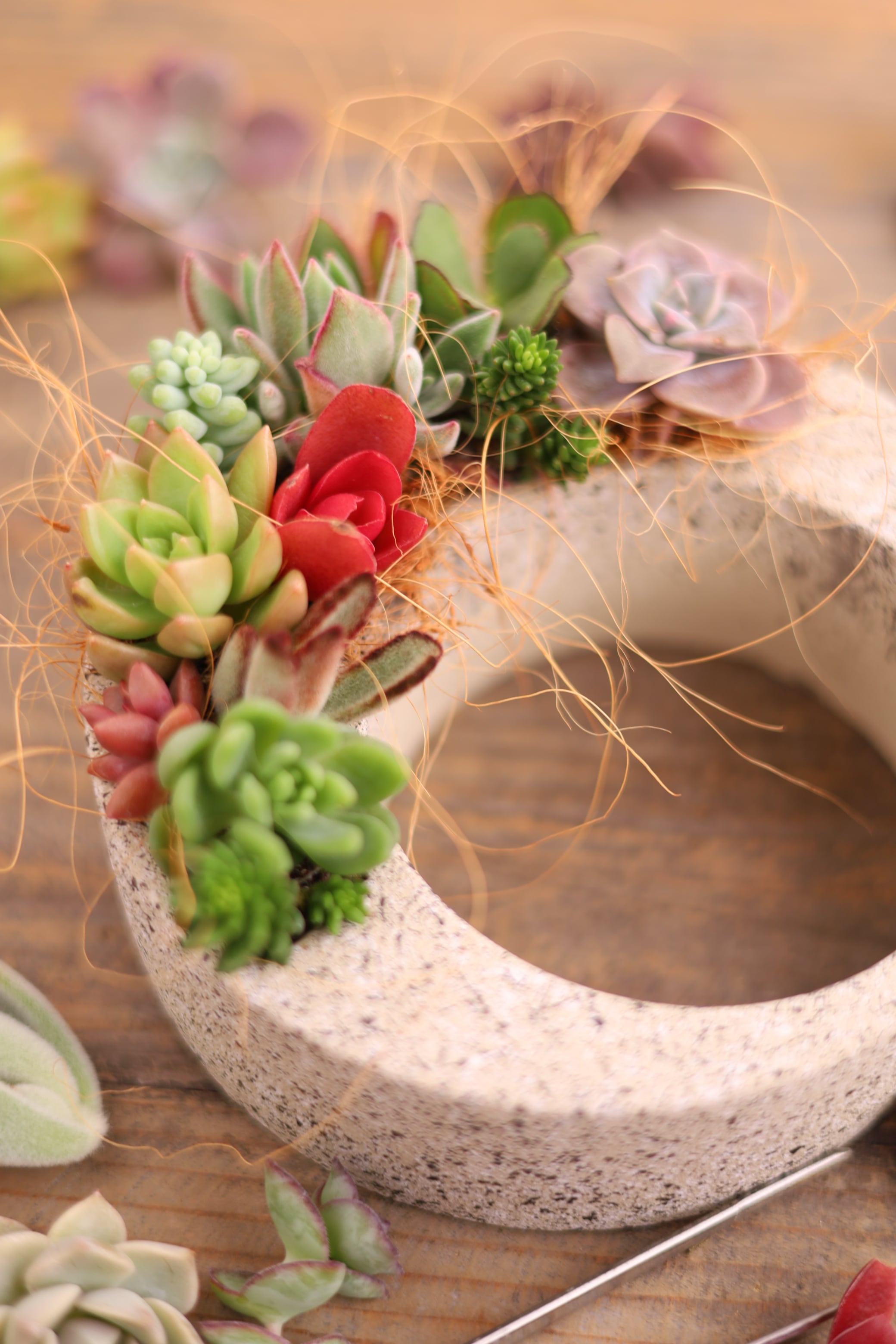 多肉ちゃん寄せ植え(カット苗&抜き苗)