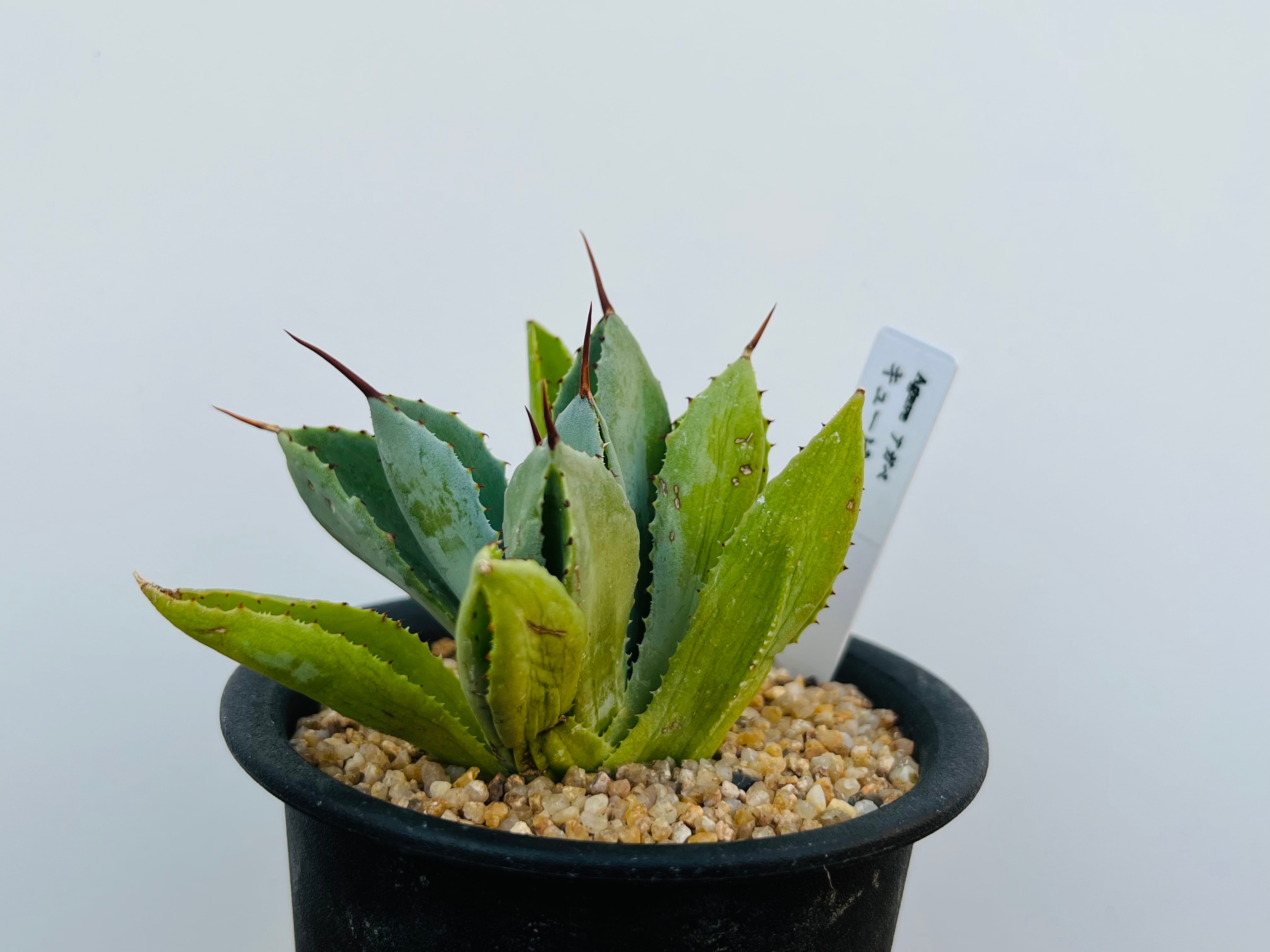 Agave potatorum f.monstrosa 'cubic' アガベ キュービック 多肉植物
