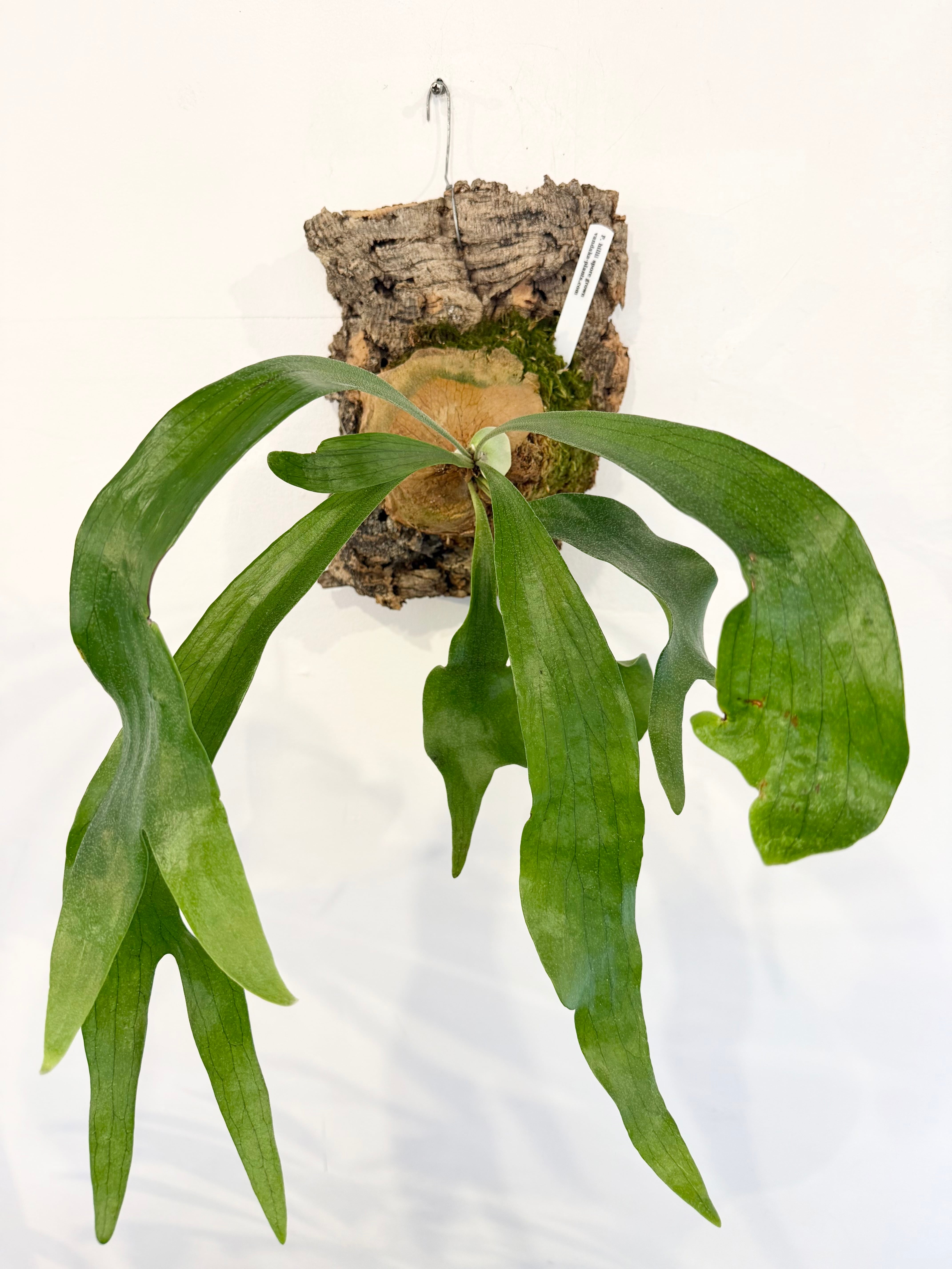 a) P. veitchii wild (vp#0 