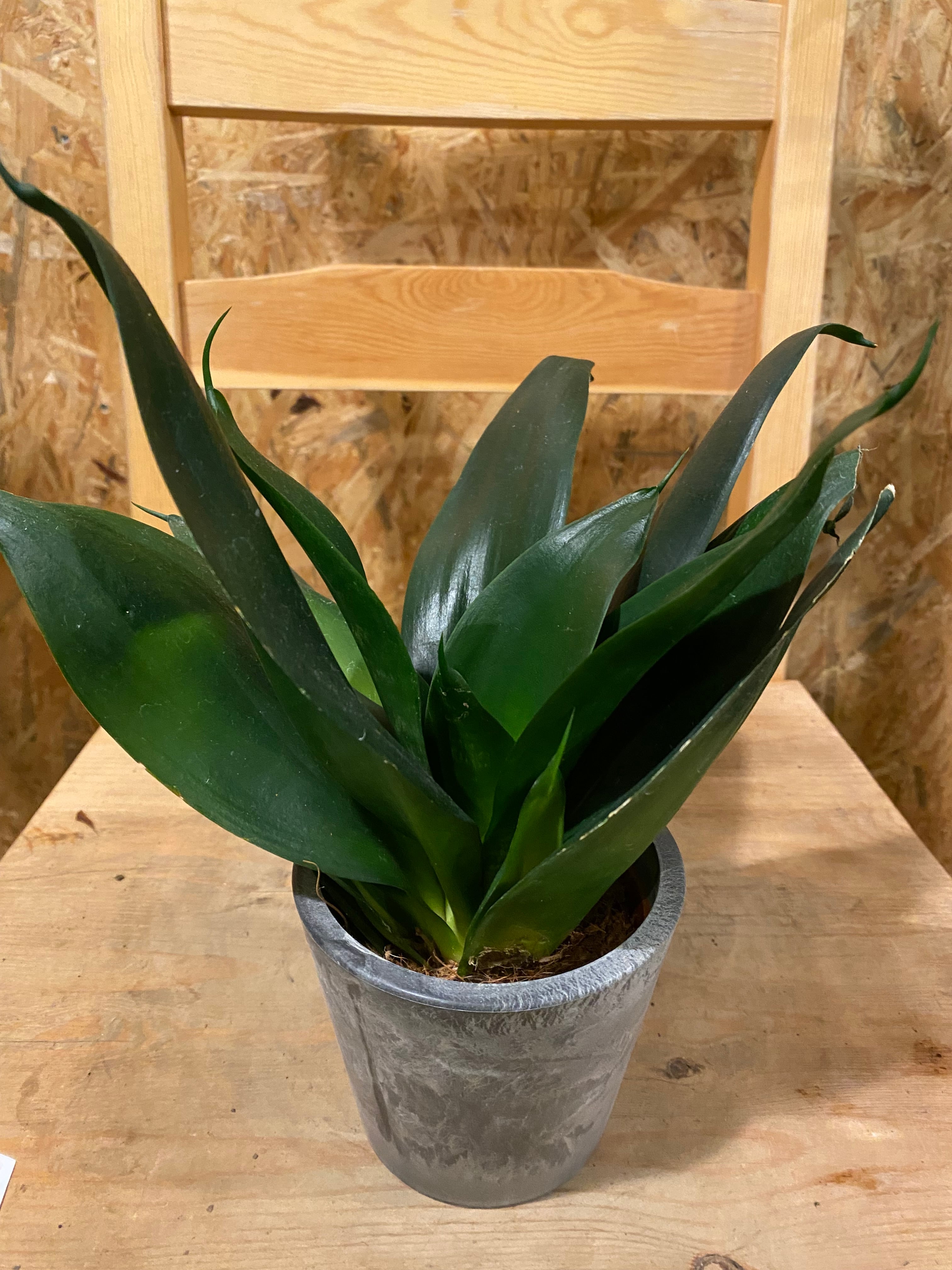 EMP サンセベリア ブラックキャッスル / 左が成長イメージSA421 Sansevieria Black Castle サンセベリア ブラックキャッスル 黒の増殖