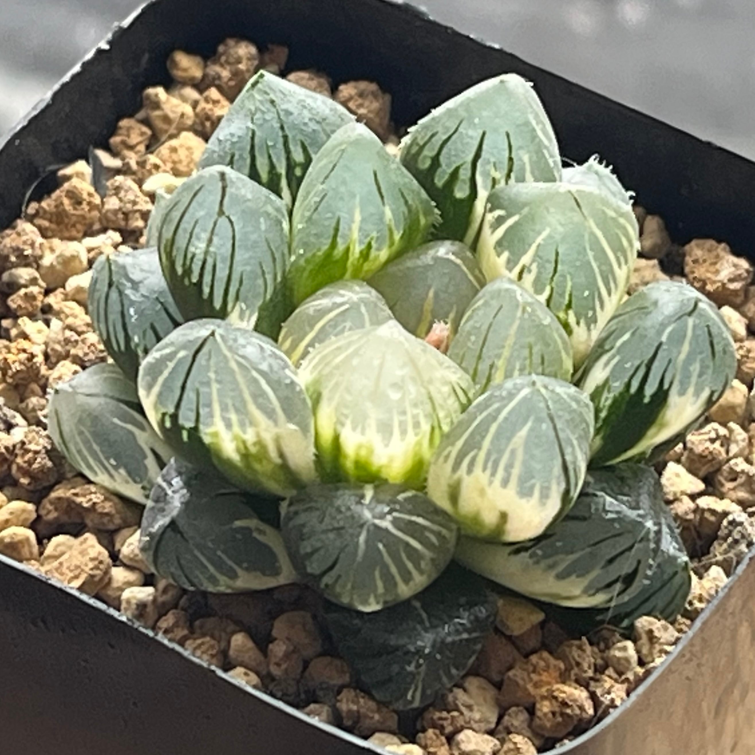 ハオルチア 竜爪 オブツーサ錦 | mocono_plants