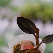 Ludisia discolor var. nigrescens / ルディシア ディスカラー ニグレスセンス③ / 観葉植物