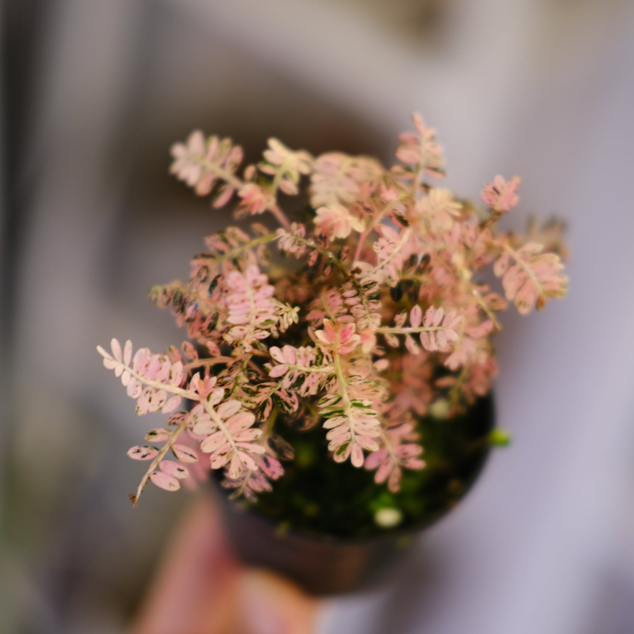 Alocasia Amazonica Polly Pink varigated④│アロカシア アマゾニカ