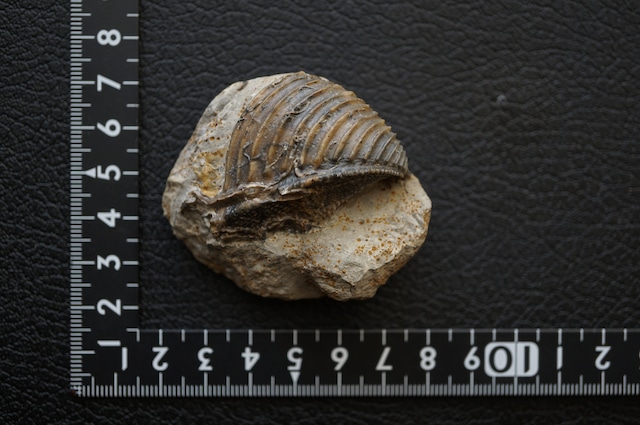 ドイツ産トリゴニア化石 Trigonia interlaevigata 1953