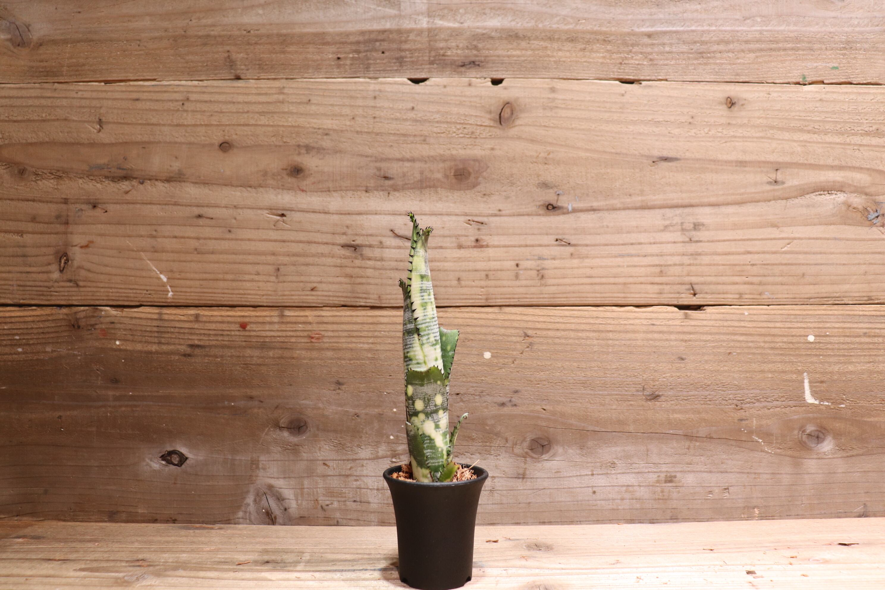 送料無料】 Billbergia 'Domingos Martins' (Original) from Thailand