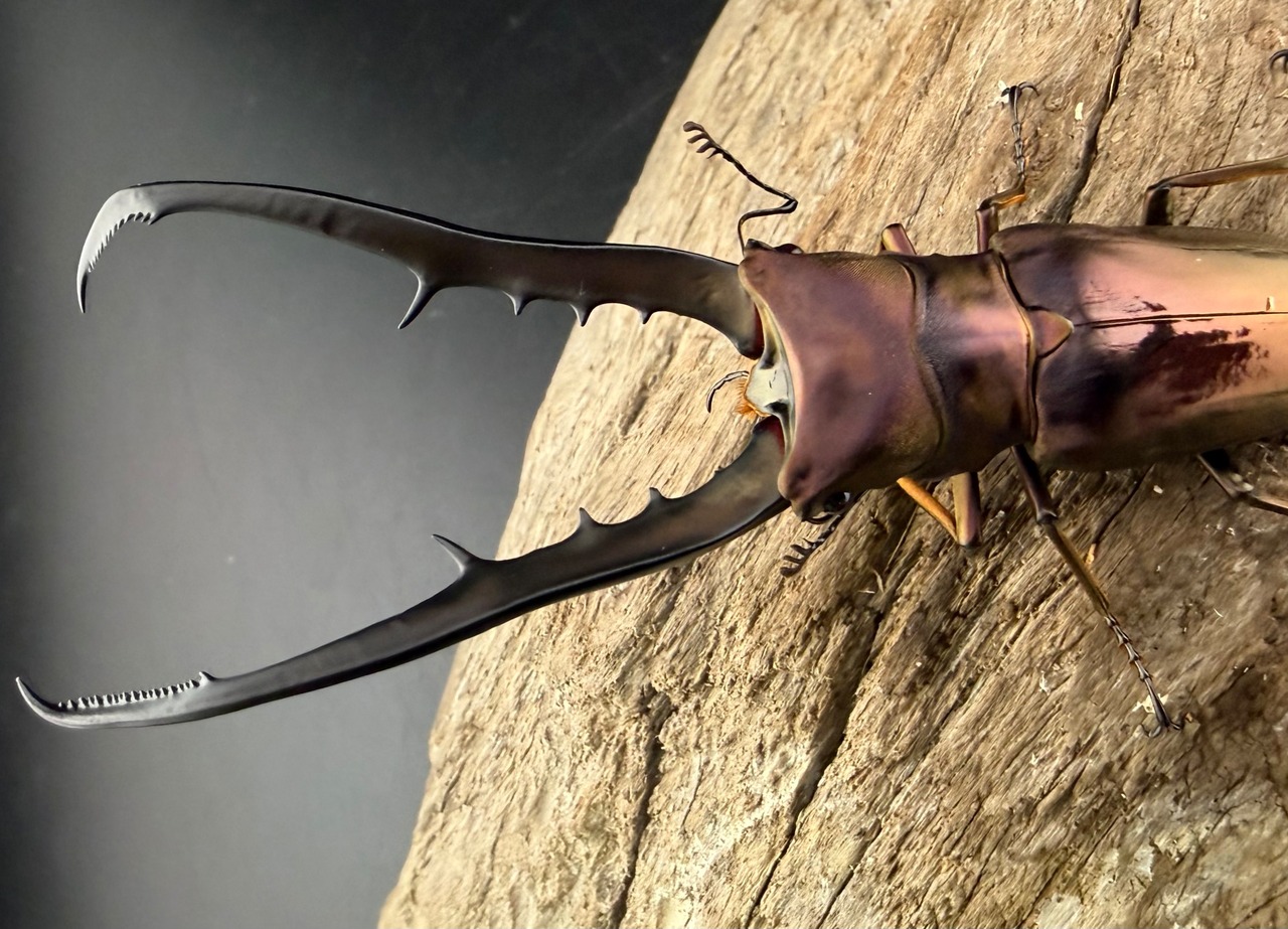 【美麗】《メタリフェルホソアカクワガタ亜種フィナエ 86mm ペア》セルヴォラン氏ブリード個体