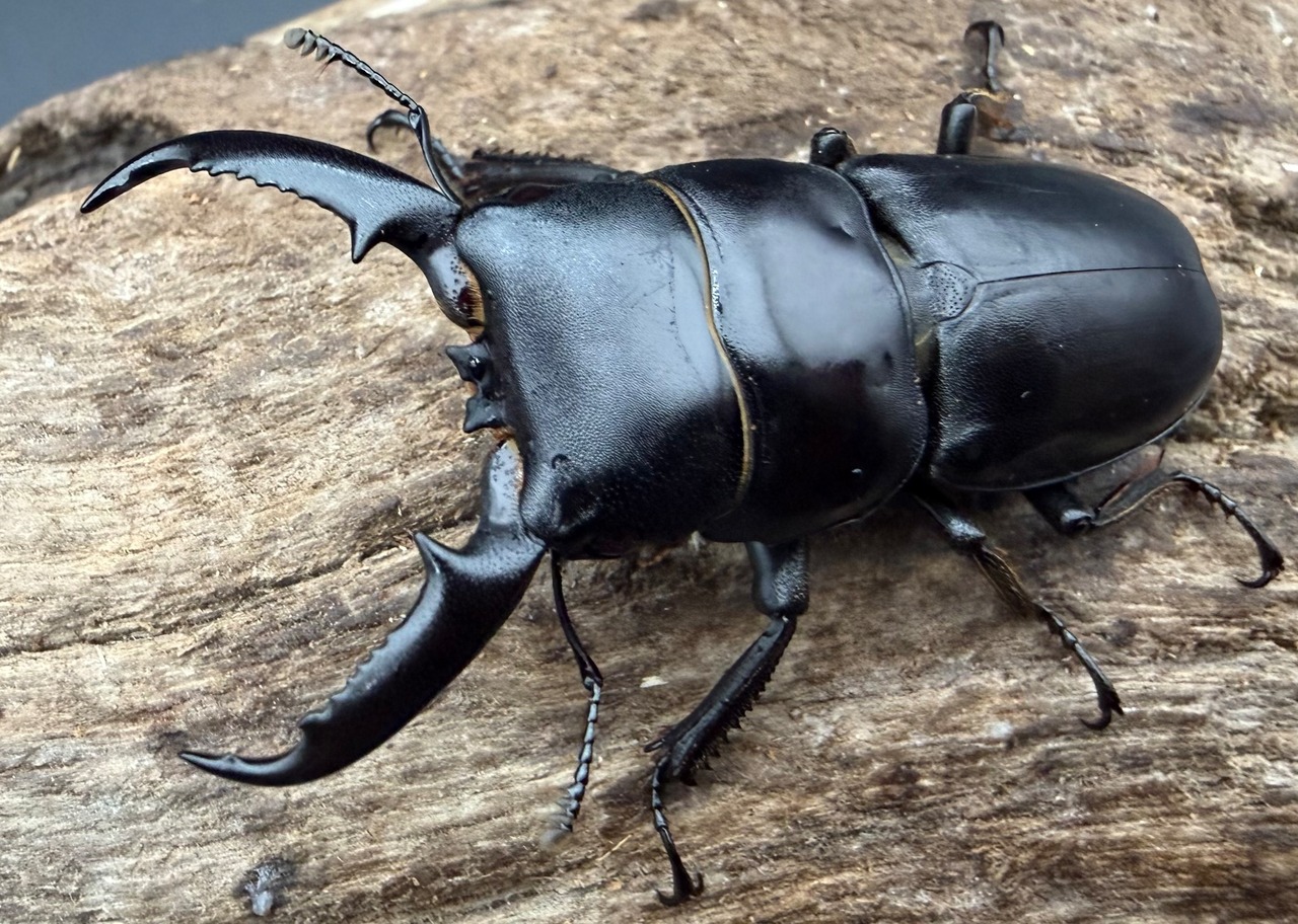 【WF4】《ファソルトヒラタクワガタ 46mm ♂♀♀トリオ》