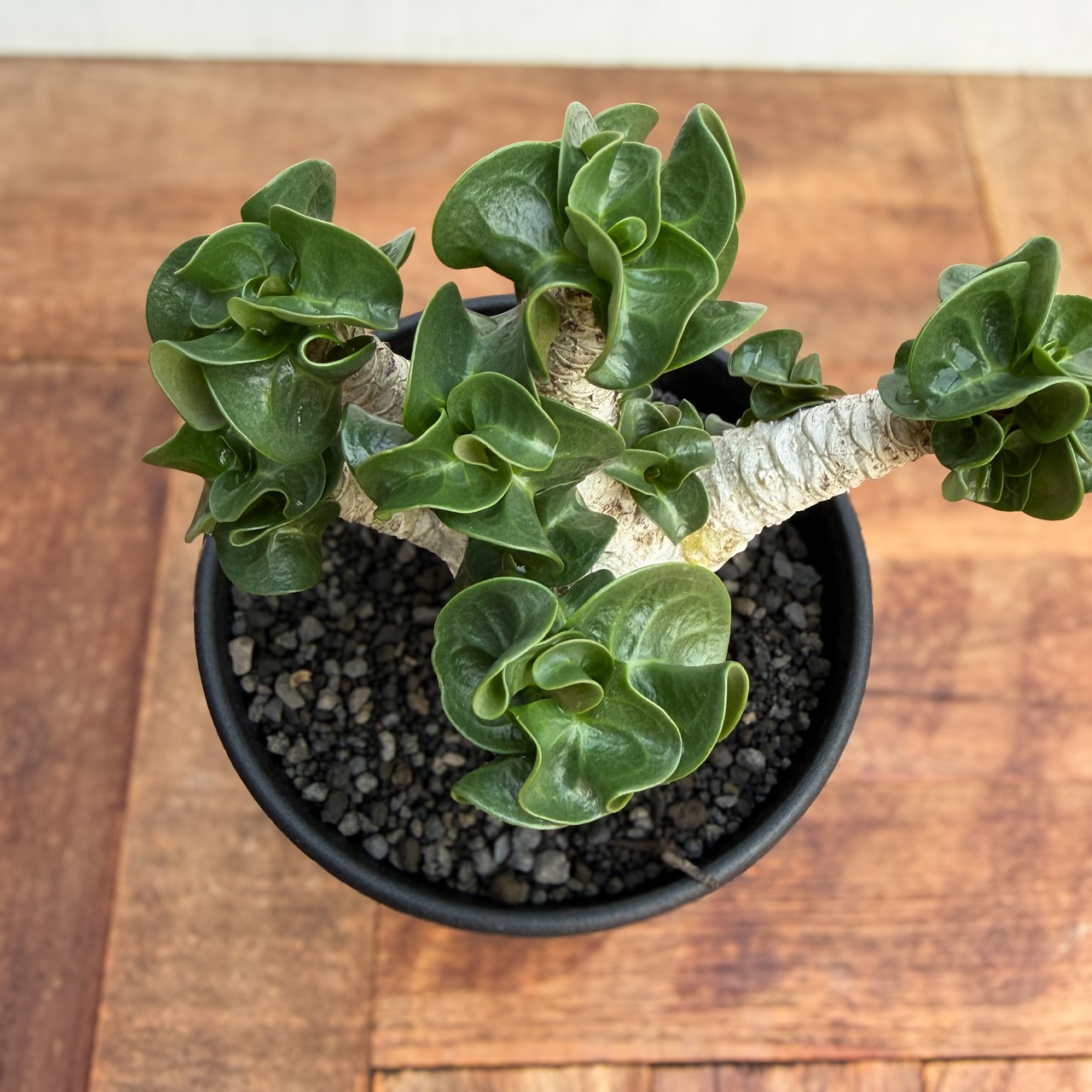 Adenium arabicum "Curly"【アデニウム・アラビカム・獅子葉】