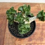 Adenium arabicum "Curly"【アデニウム・アラビカム・獅子葉】
