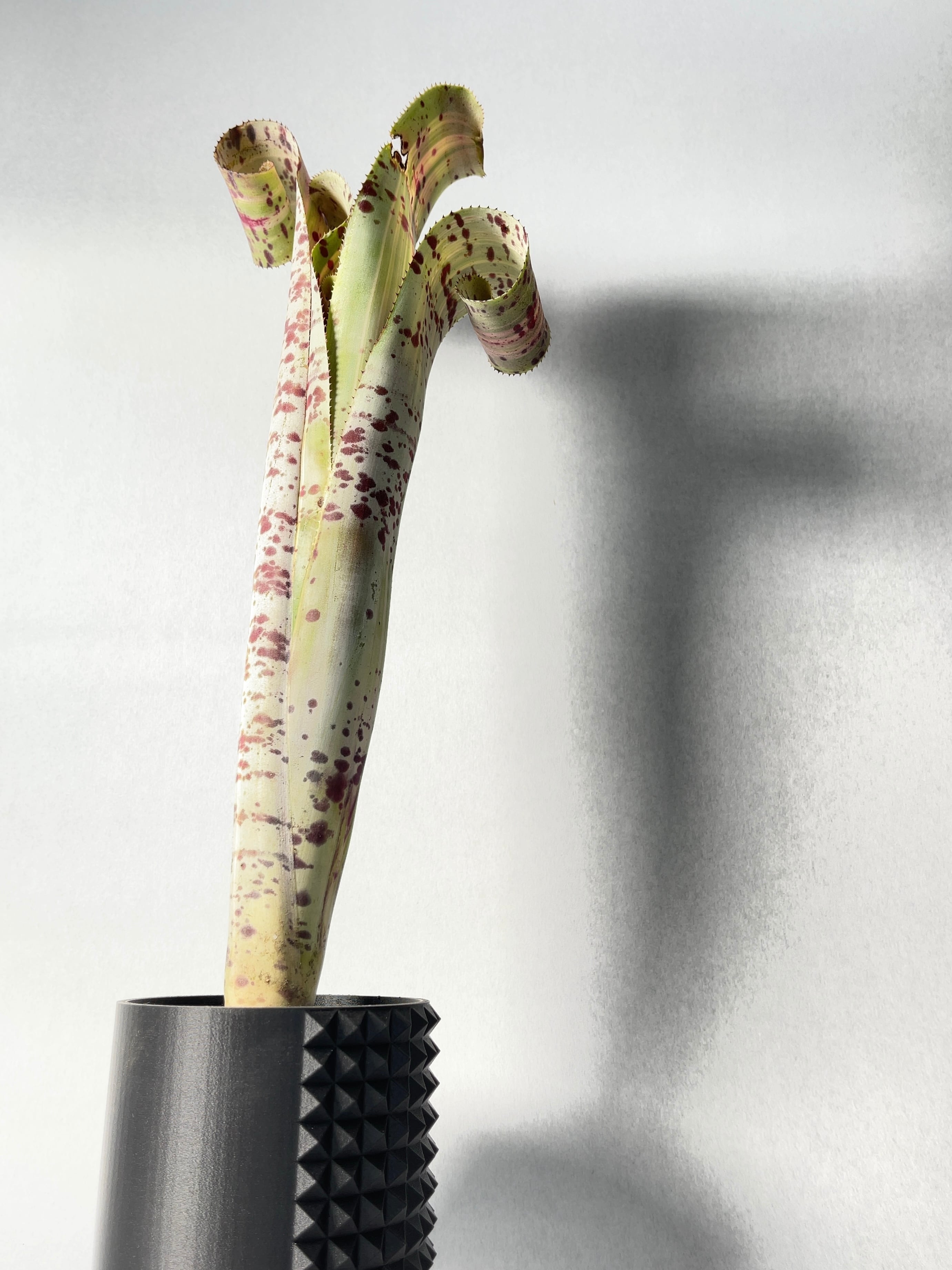 ケスネリア・ラファエルオリベイラ | trigger