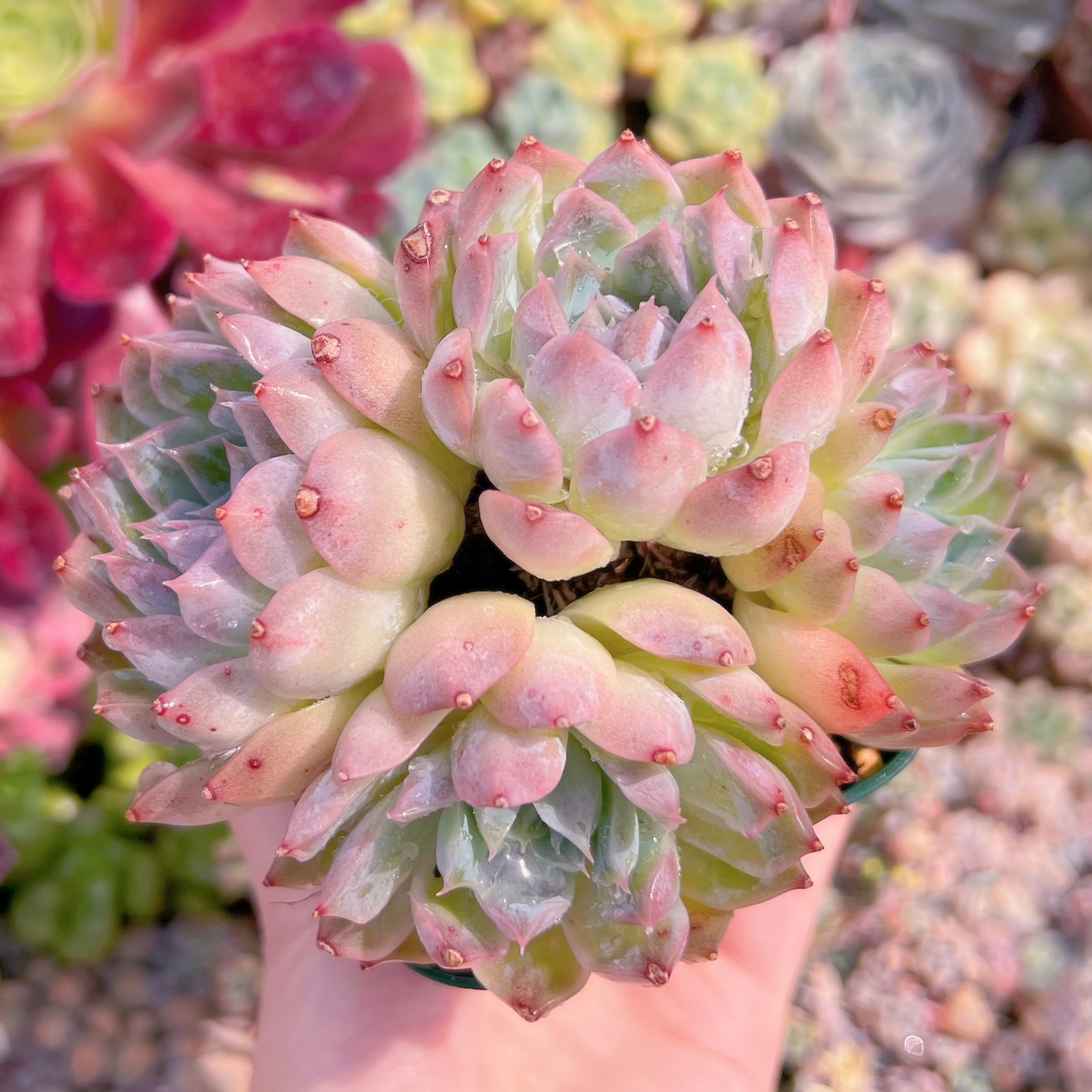 現品　ヘレナ#D13　群生　るる農園