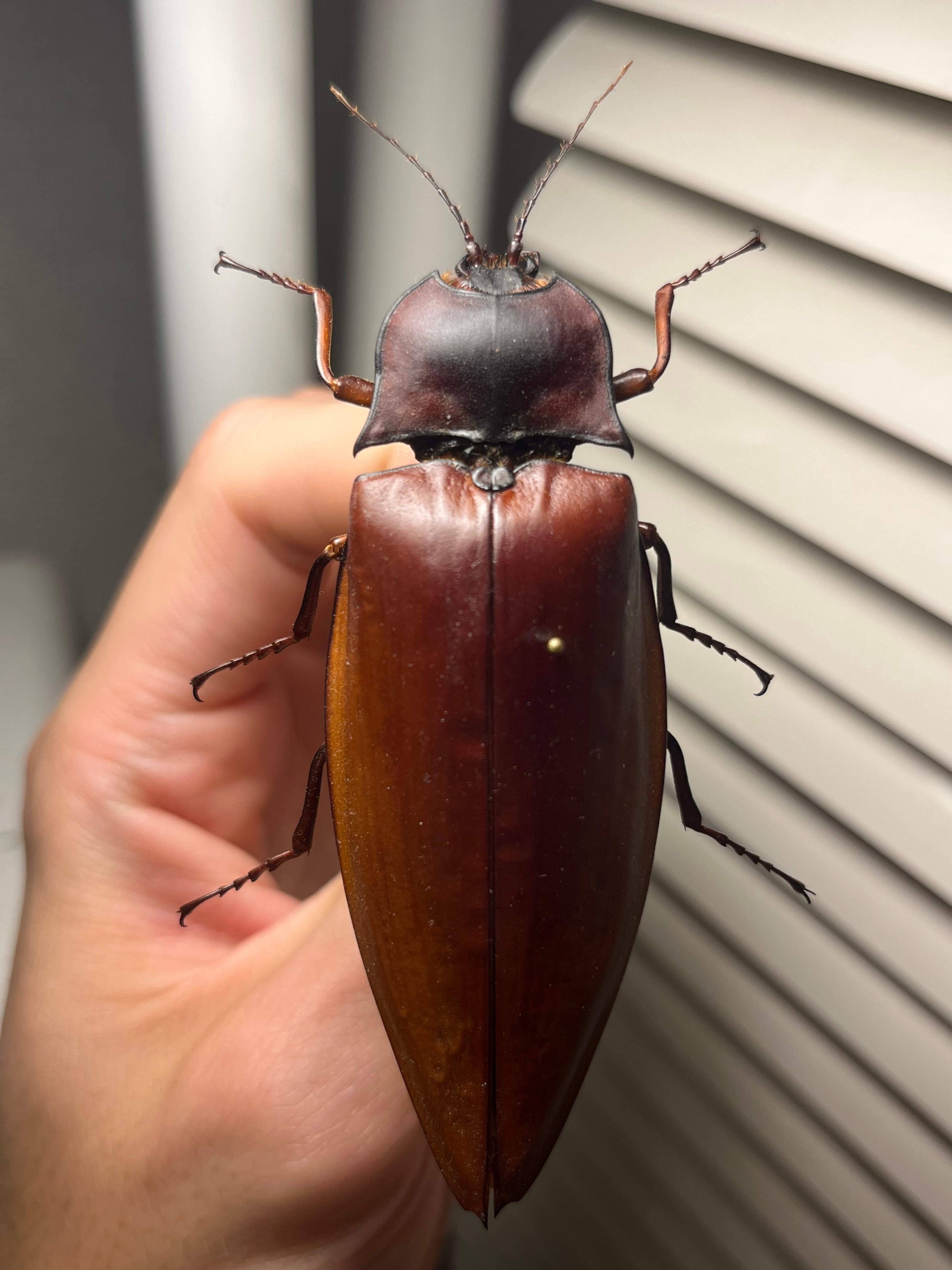 【14mm♂】クワガタモドキゴミムシダマシ Calognathus昆虫標本 14mm♀】クワガタモドキゴミムシダマシ Calognathus昆虫標本 標本