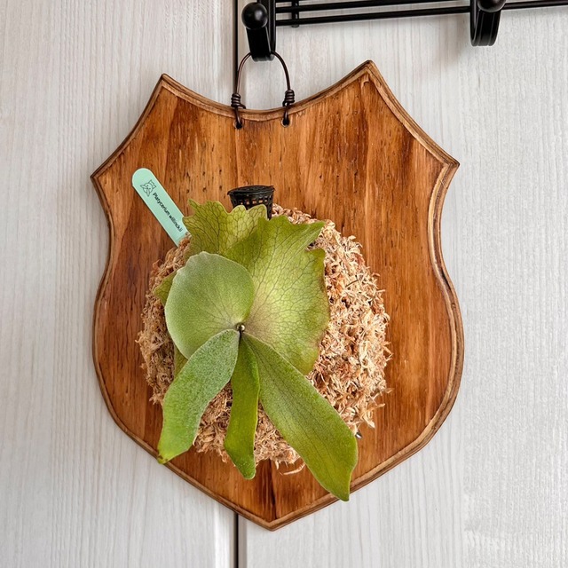 ビカクシダ ウィリンキー 板付 【観葉植物 室内 コウモリラン】