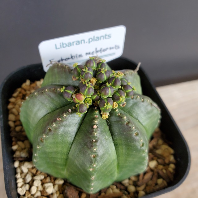 【交配済み】結実中 雌株 Euphorbia meloformis  ユーフォルビア メロフォルミス