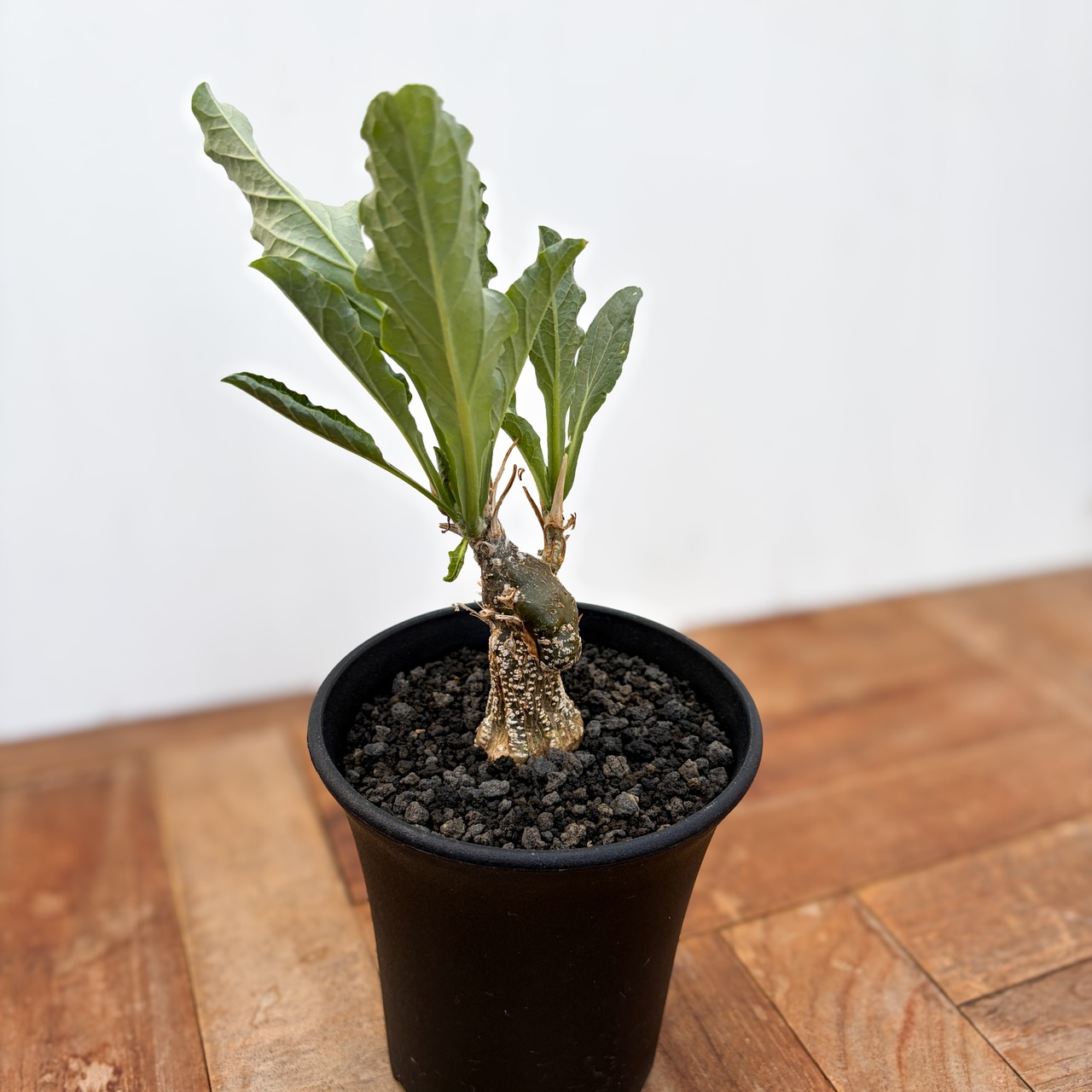 Cephalopentandra ecirrhosa【ケファロペンタンドラ・エキローサ】