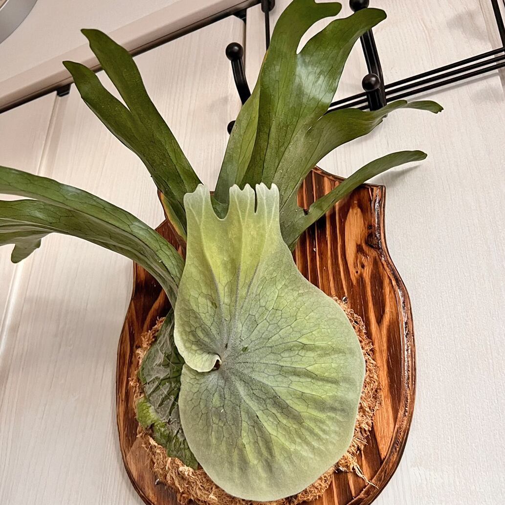 ビカクシダ グランデ 板付 【観葉植物 壁掛け コウモリラン