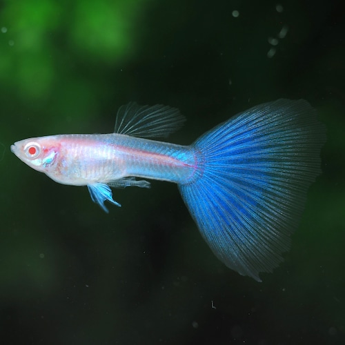 【セール】RREAスーパーホワイト　若魚2ペア