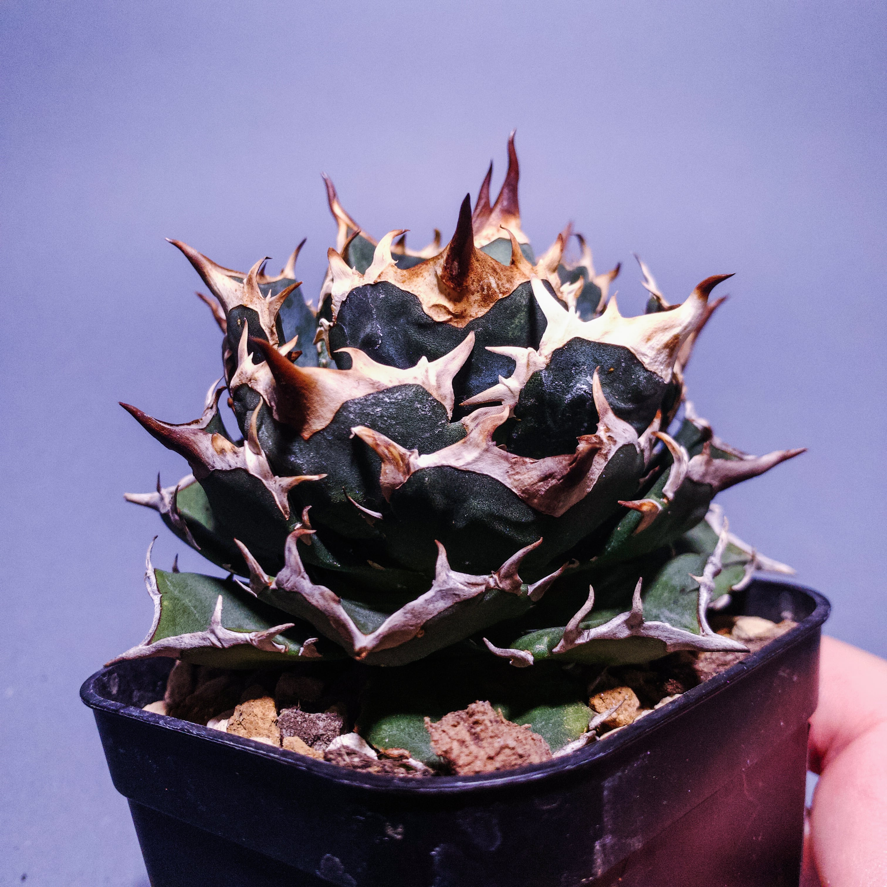 アガベ | プランツレター