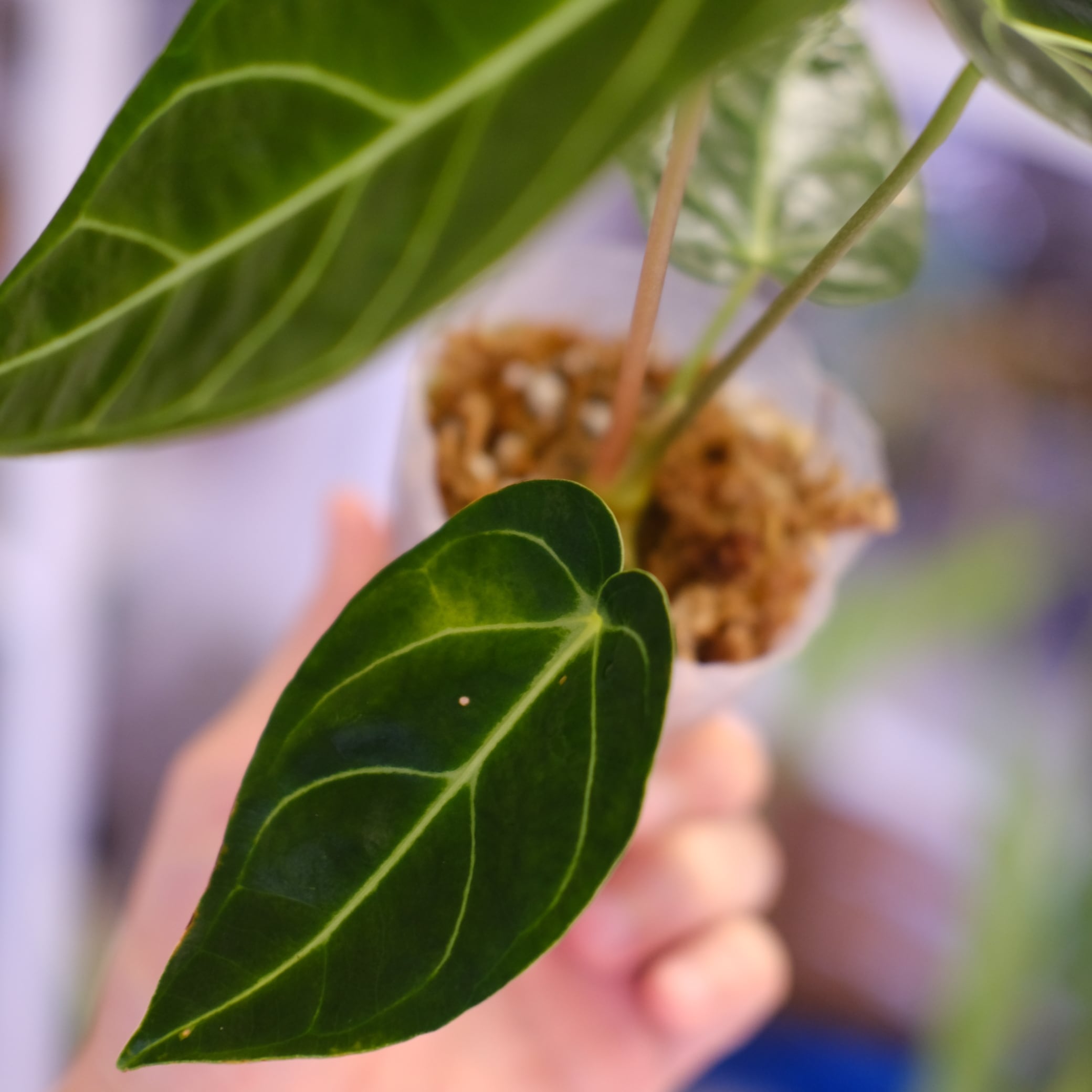 Anthurium Regale｜アンスリウム・レガレ｜観葉植物 | tokyoplants