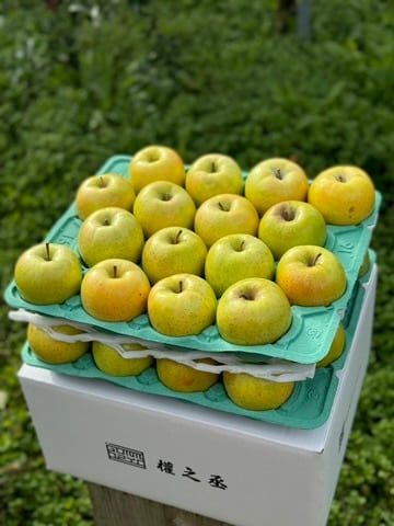 青りんご王林家庭用　10㎏