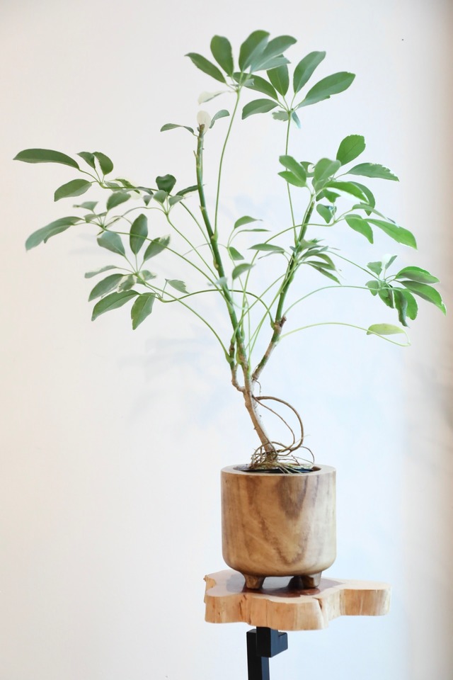 【M】ホンコンカポック バリエガータ　※ウッドポット付き