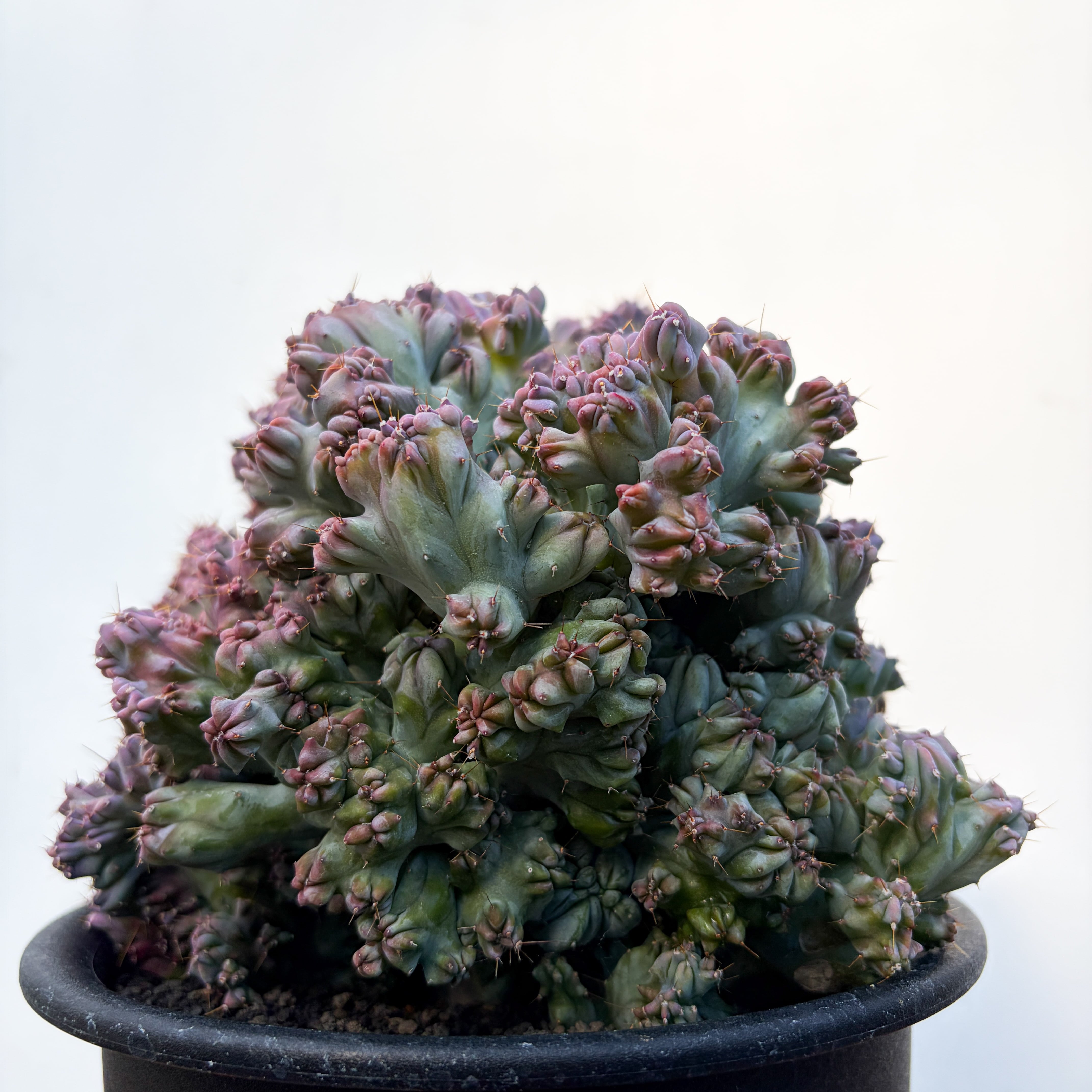 Myrtillocactus geometrizans【竜神木・モンスト】 | RIMO'S GREEN