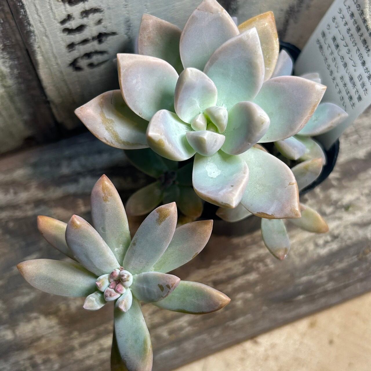 B)淡雪 | RuPo 多肉植物専門店