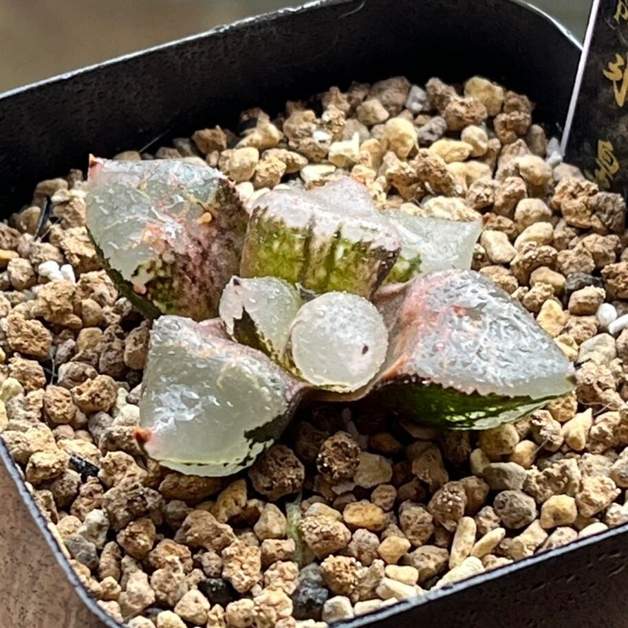 ハオルチア 氷の女王② | mocono_plants