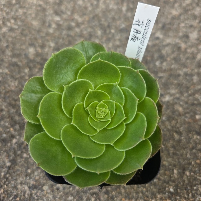アエオニウム　花月夜
