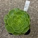 アエオニウム　花月夜