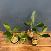 【抽選販売】【限定価格】伊藤蟻植物園4種セット（限定1）｜送料無料