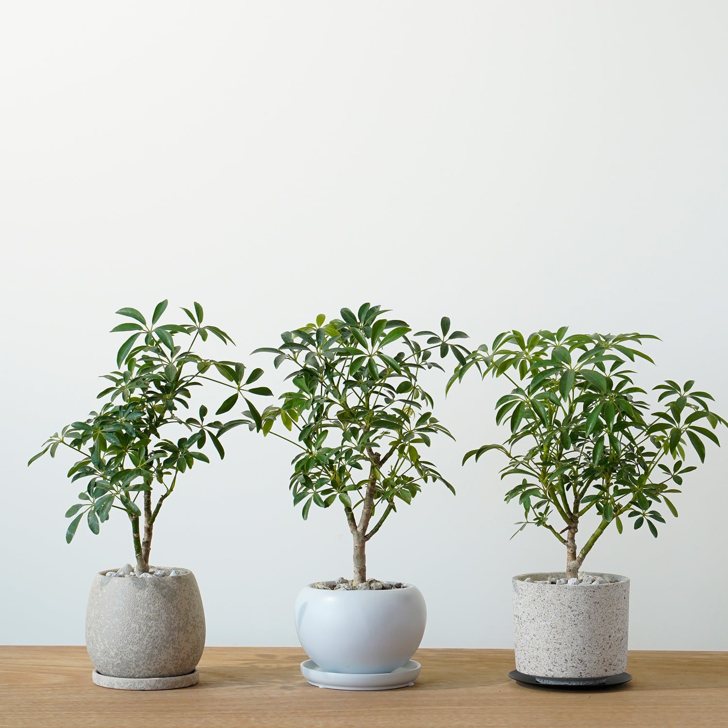 シェフレラ ホンコンコンパクタ | AYANAS（アヤナス）｜観葉植物の