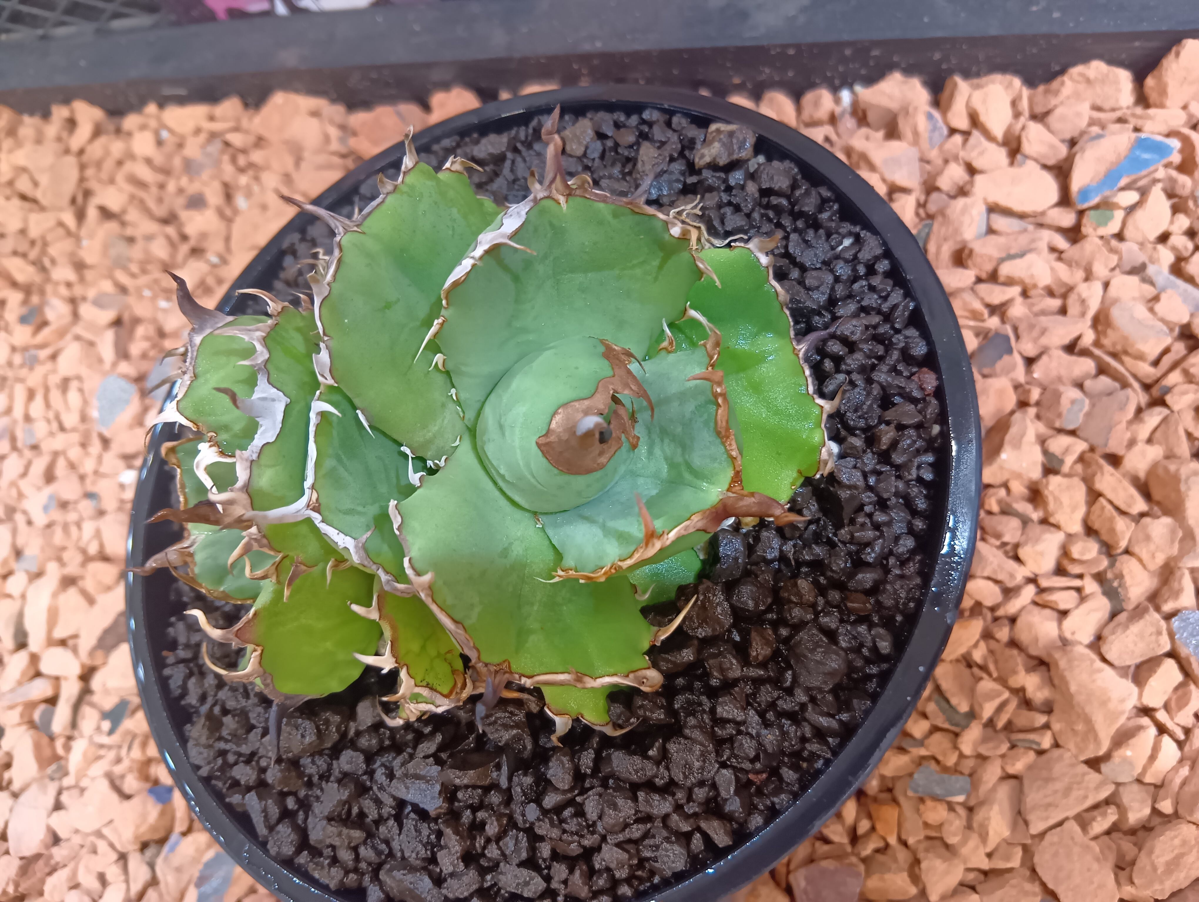 Agave titanota 双頭 No name | Buenaplant