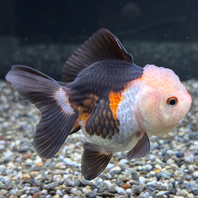 トリカラーオランダ　９ｃｍ