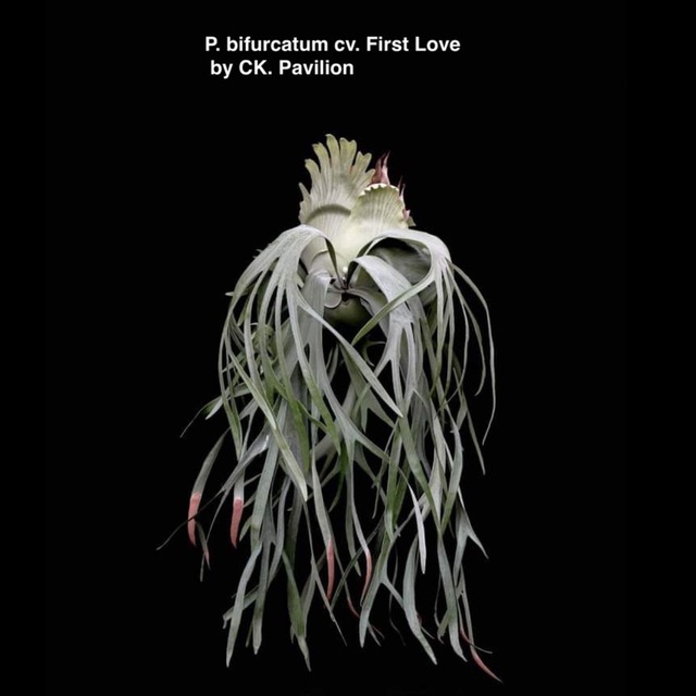 P. bifurcatum cv. First Love