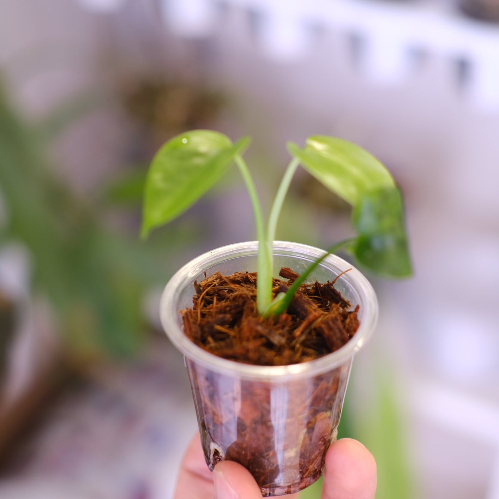 Monstera green on green｜モンステラ グリーンオン グリーン｜観葉